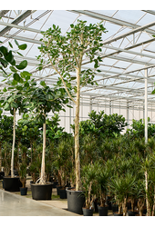 Ficus Benghalensis Audrey