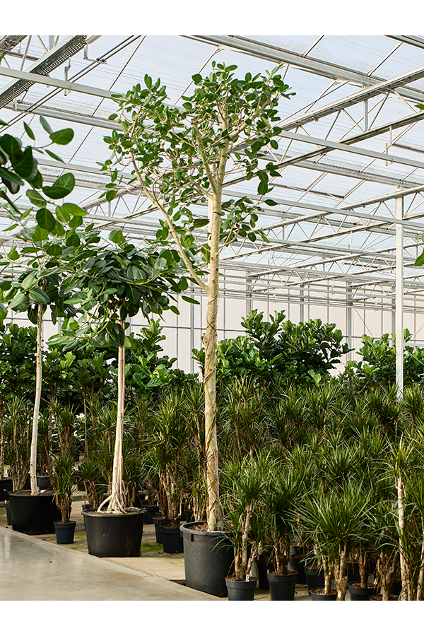 Ficus Benghalensis Audrey