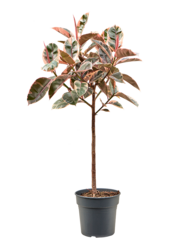 Ficus Elastica Belize (130-150)