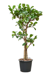 Ficus Lyrata(190-200)
