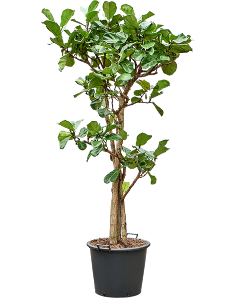 Ficus