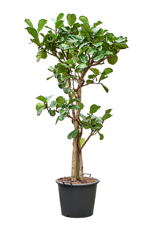Ficus Lyrata(190-200)