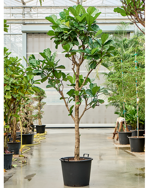 Ficus