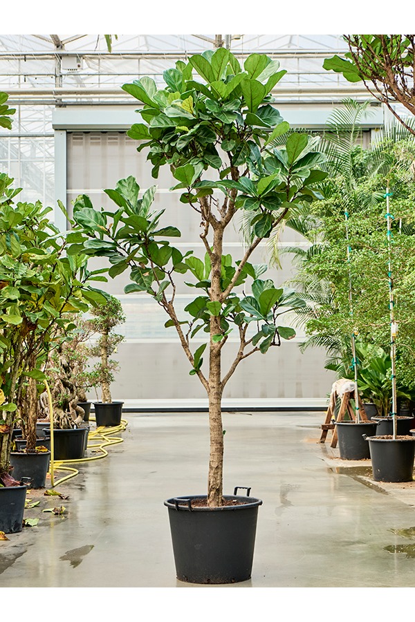 Ficus Lyrata