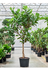 Ficus Lyrata (330/370)