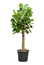 Ficus Lyrata
