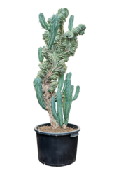 Myrtillocactus Geometrizans Cristata