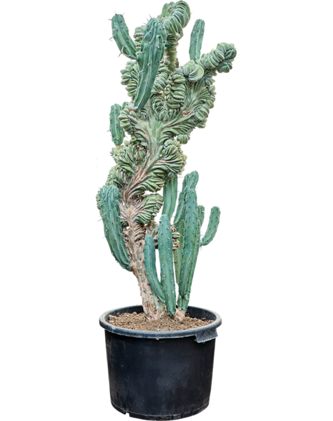 Myrtillocactus