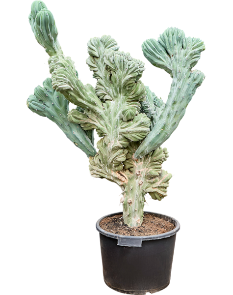 Myrtillocactus