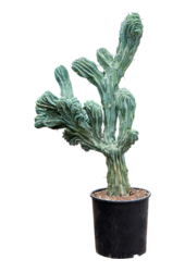 Myrtillocactus Geometrizans Cristata
