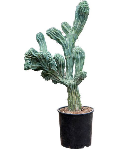 Myrtillocactus