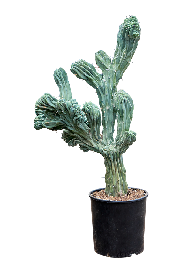 Myrtillocactus Geometrizans Cristata