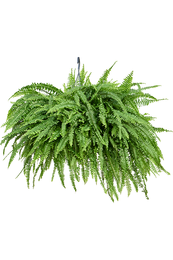 Nephrolepis Exaltata Green Lady