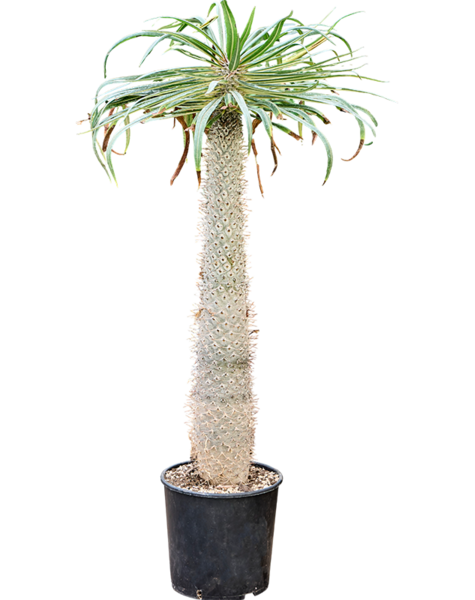 Pachypodium