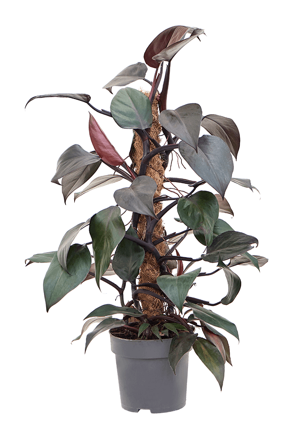 Philodendron New Red