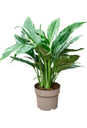 Spathiphyllum Diamond