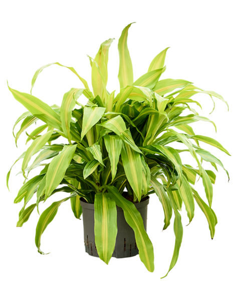 Hydroplant Dracaena