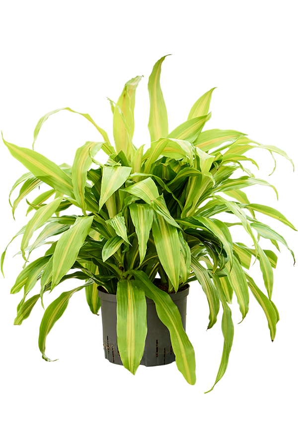 Hydroplant Dracaena Deremensis Bronze