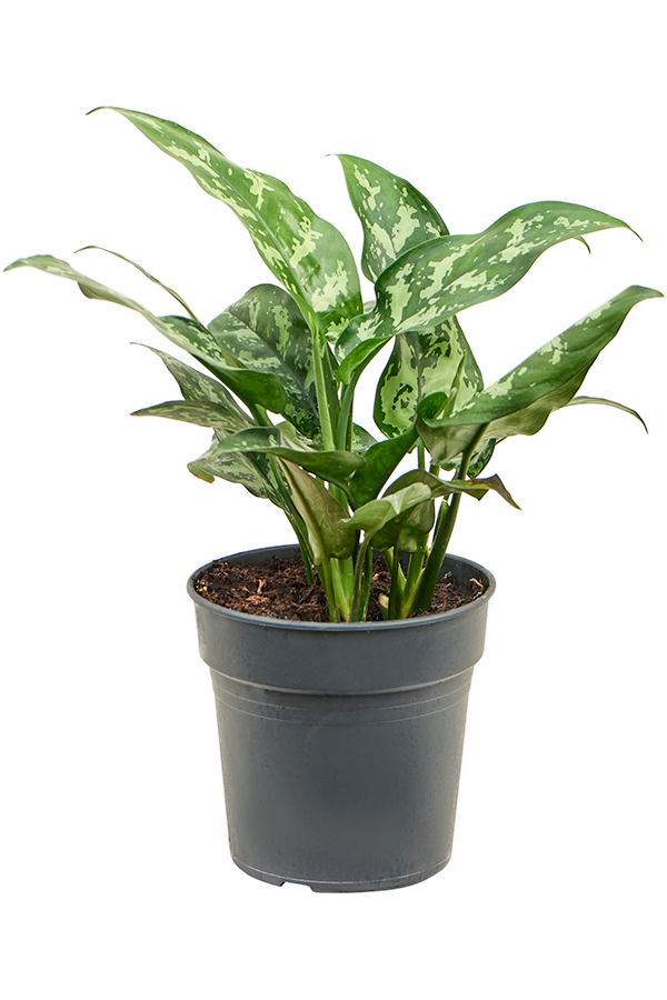 Aglaonema Maria