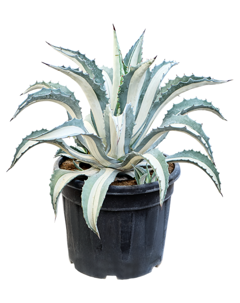 Agave