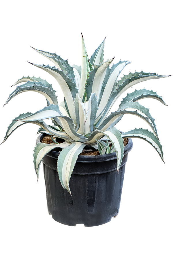 Agave Amerciana Mediopicta Alba