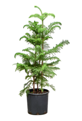 Araucaria Heterophylla (105-125cm)