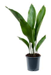 Aspidistra Elatior