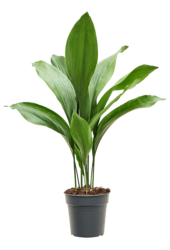 Aspidistra Elatior