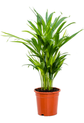 Dypsis (Areca) Lutescens