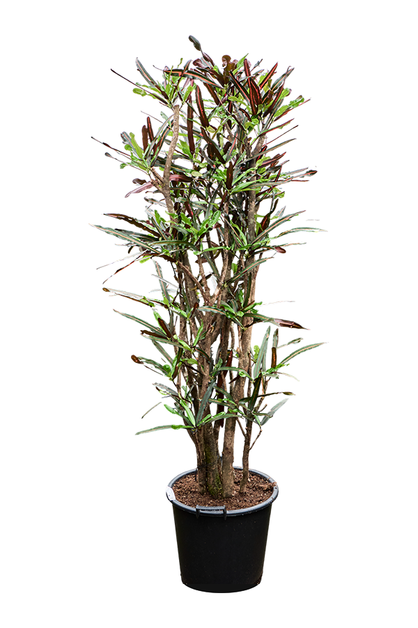 Croton (Codiaeum) Variegatum Mammi