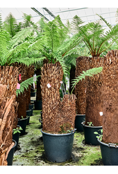 Dicksonia Antarctica