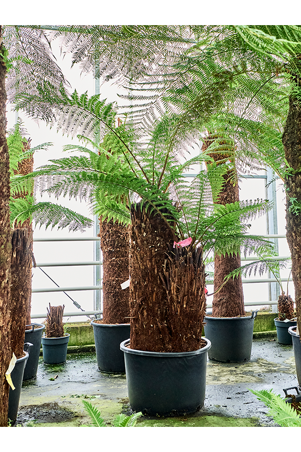 Dicksonia Antarctica