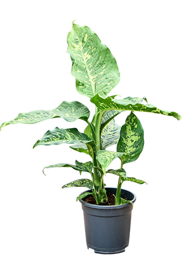 Dieffenbachia Spotty
