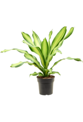 Dracaena Fragrans Charley