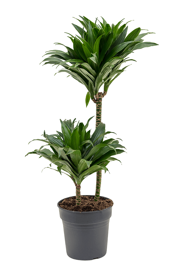 Dracaena Fragrans Compacta