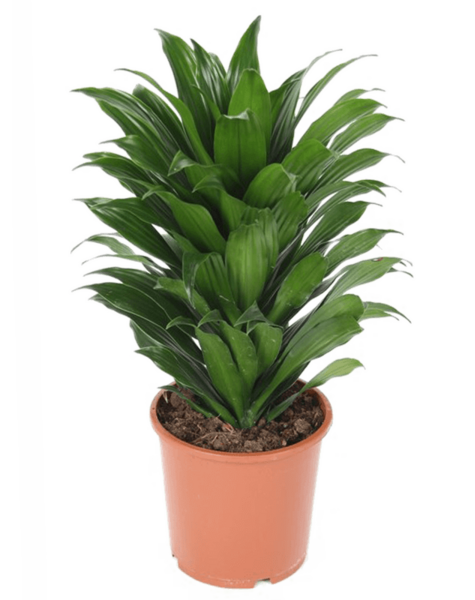 Dracaena