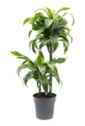 Dracaena Fragrans Dorado