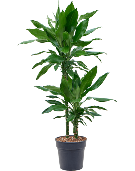 Dracaena