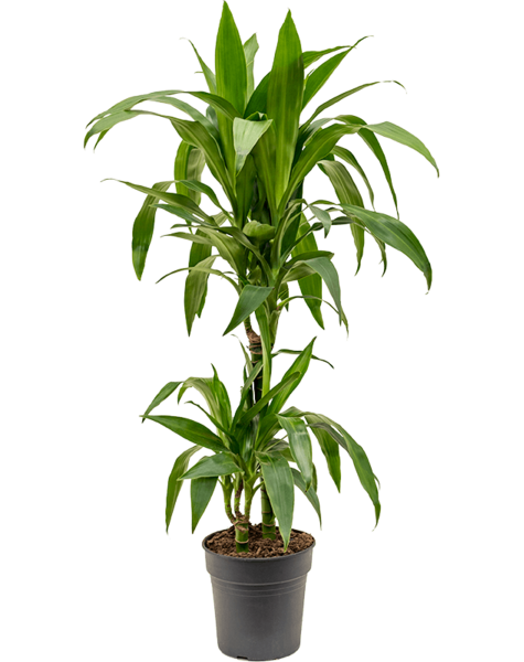 Dracaena
