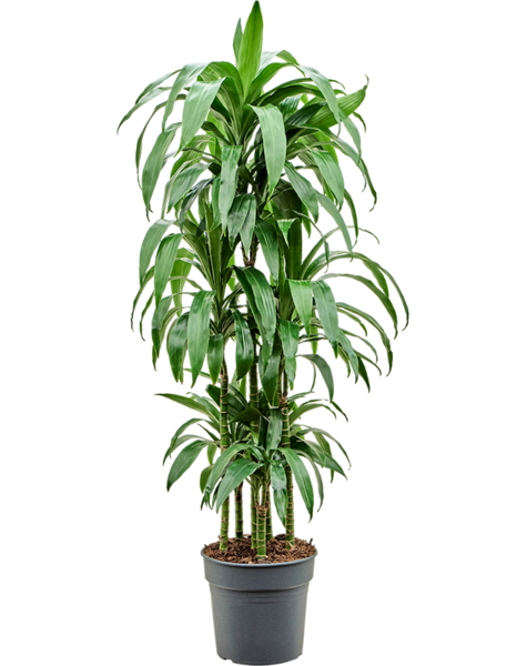 Dracaena