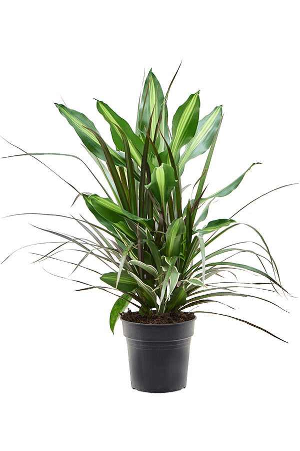Dracaena Combo