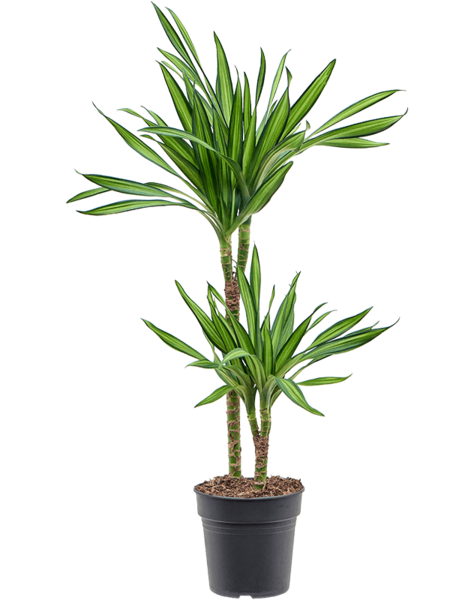 Dracaena