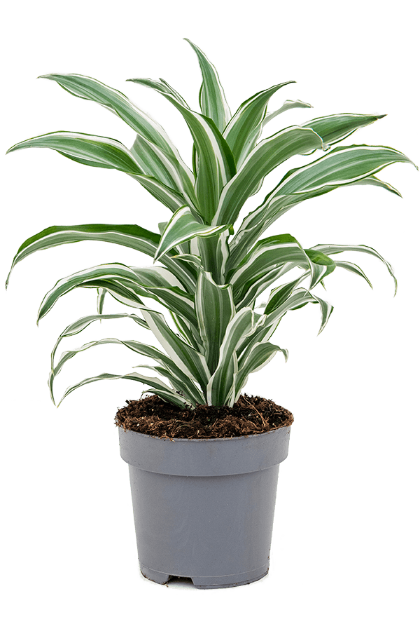 Dracaena Fragrans White Jewel
