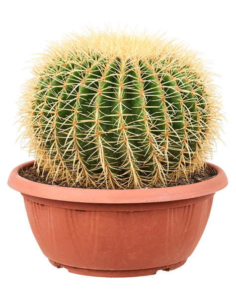 Echinocactus