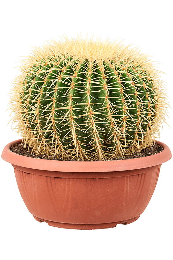 Echinocactus Grusonii