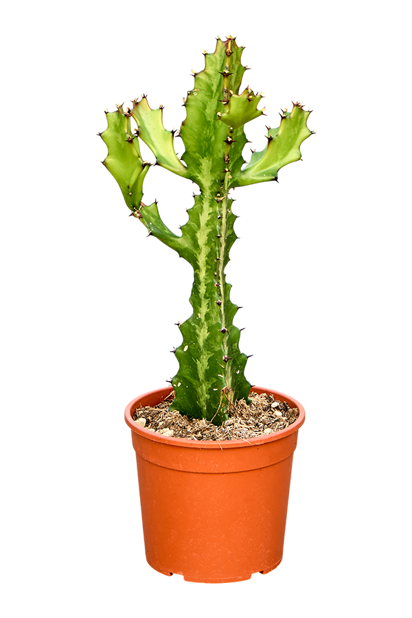 Euphorbia Lactea