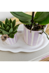Kolibri-Orchideen | Rosa Phalaenopsis-Orchidee Portugal + Painted Stripe Topf rosa – Topfgröße Ø9cm | blühende Zimmerpflanze – frisch vom Züchter
