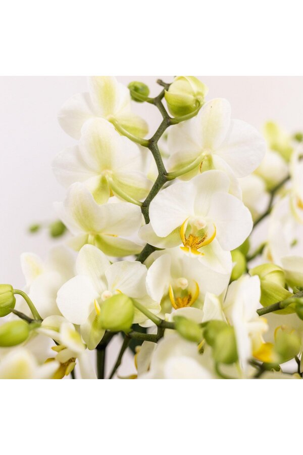 Kolibri Orchideen | Weiße Pflanze im Baumwollkorb inkl Drei weiße Orchideen Lausanne 9cm und drei grüne Pflanzen | Jungle Bouquet Weiß mit selbstfürchtigem Wasserreservoir