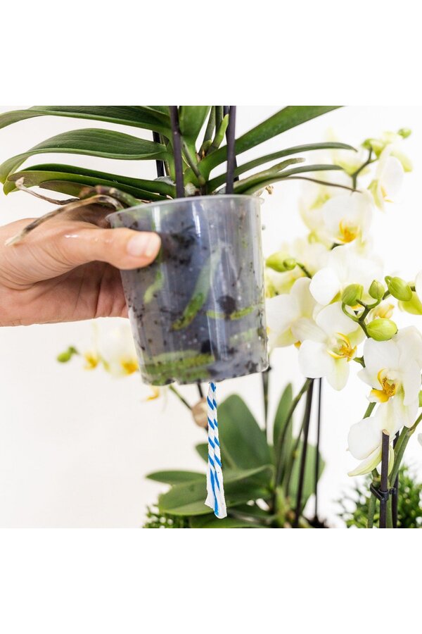 Kolibri Orchideen | Weiße Pflanze im Baumwollkorb inkl Drei weiße Orchideen Lausanne 9cm und drei grüne Pflanzen | Jungle Bouquet Weiß mit selbstfürchtigem Wasserreservoir