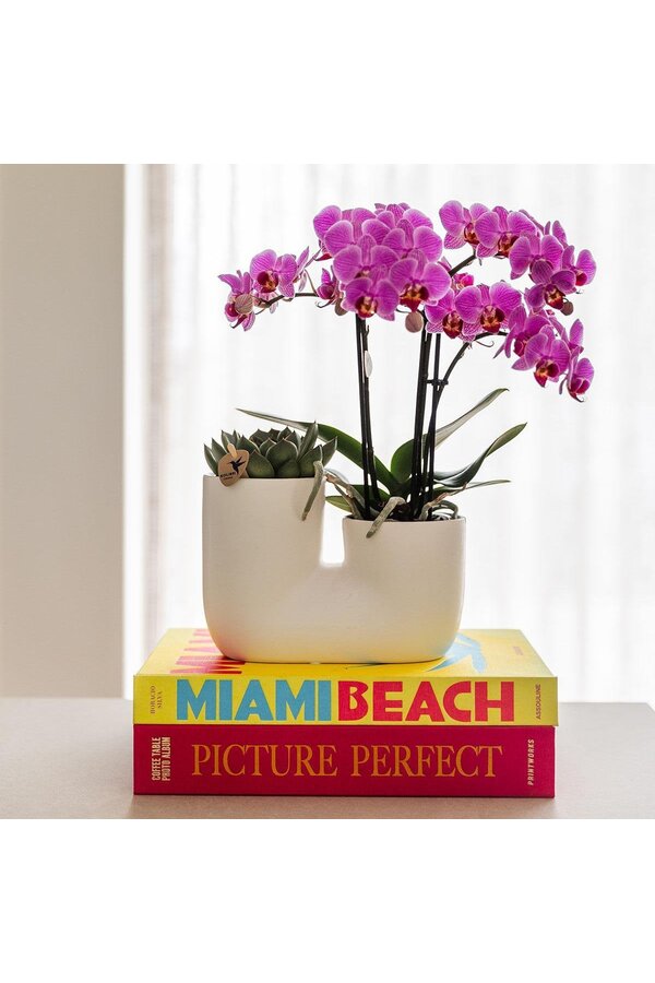 Set van rosa Orchidee Vienna en Succulent in Tube sierpot
